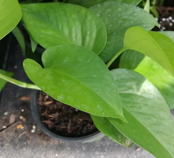 Jade Green Pothos - Well-Rooted Live Plant | 4" Pot | Indoor & Outdoor