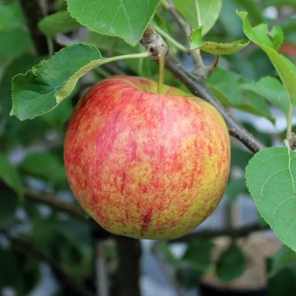 Jonagold Apple Tree Bare-root – Sweet & Tart Apple for Orchard – Large, Juicy Fruit