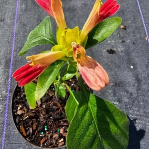 Justicia Brandegeana Fruit Cocktail Shrimp Plant – Live, 4” Pot, Fast-Growing