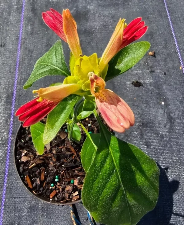 Justicia Brandegeana Fruit Cocktail Shrimp Plant – Live, 4” Pot, Fast-Growing