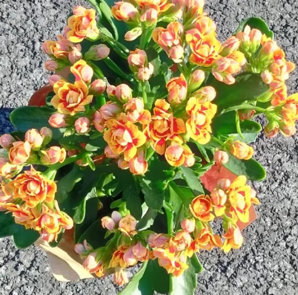 Kalanchoe Double Orange Red - 4.5" Pot - Flowering Succulent Plant