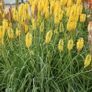 Kniphofia GOLD RUSH - Starter Plant - 4ft Yellow Blooms - Perennial