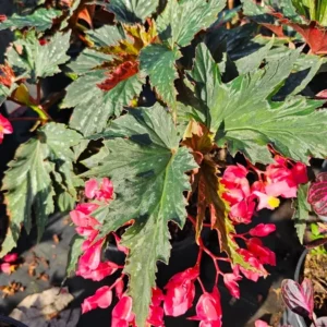 Lana Angel Wing Begonia Live Plant - 10-15