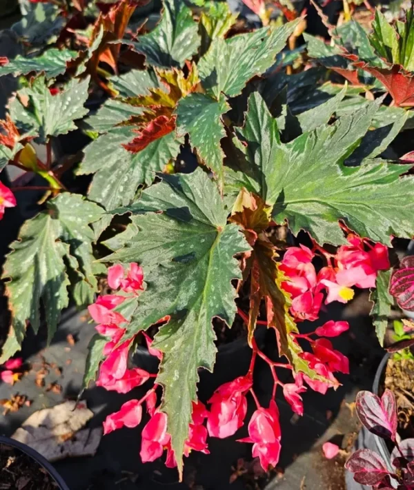 Lana Angel Wing Begonia Live Plant - 10-15" Tall, Bright Pink Flowers, 4" Pot