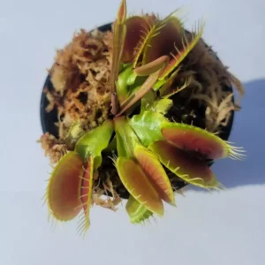 Large Big Mouth Venus Flytrap - Carnivorous Plant - 3 Inch Pot