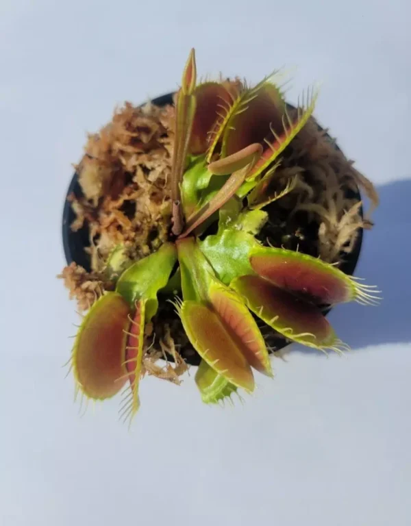 Large Big Mouth Venus Flytrap - Carnivorous Plant - 3 Inch Pot