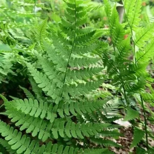 Large Leatherwood Fern - Evergreen Perennial - Shade-Loving - Dryopteris marginalis