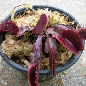 Large Red Dragon Venus Flytrap - Live Carnivorous Plant - 3 Inch Pot