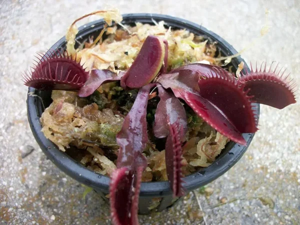 Large Red Dragon Venus Flytrap - Live Carnivorous Plant - 3 Inch Pot