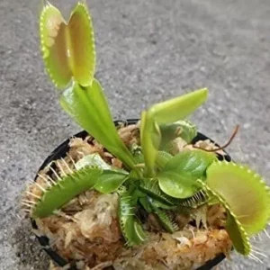 Large Sized King Henry Venus Flytrap - Giant Carnivorous Plant