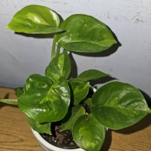 Lemon Meringue Pothos Live Plant - 4