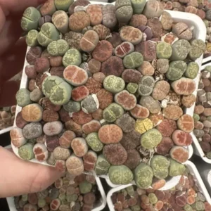 Lithops - Lithops Live Plants 120-150 pcs - 3 Inch Square - Colorful Organic Succulents