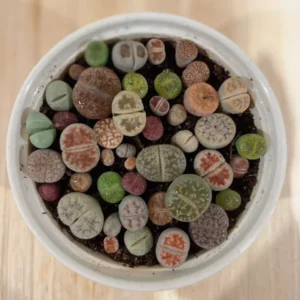 Lithops Living Stone Succulents - Lithops Live Plants 80pcs (0.4-0.5”) - Colorful Bare Root Plants