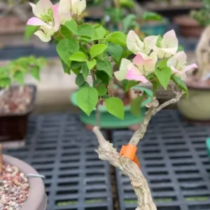 Live Apple Blossom Bougainvillea Plant Bougainvillea Tree Bougainvillea Flowers Plant Bougainvillea Vine Plant 5 to 8 Inch Tall Size 4 Inch Pot