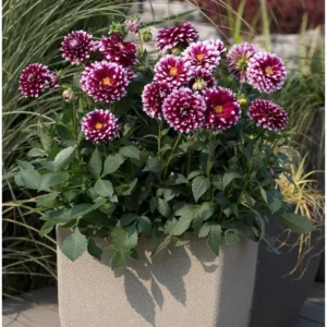 Live Dahlia Cancun Plant Dahlia Flowers Plant Dahlias Flower Plant Bicolor Dahlia Plant for Dahlia Bulbs, Dahlia Tubers, 4 to 6 Inch Tall Size 4 Inch Pot