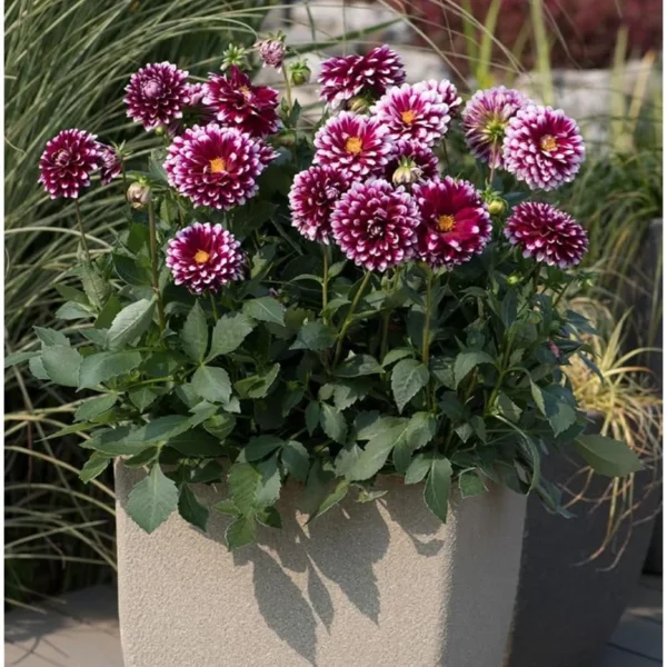 Live Dahlia Cancun Plant Dahlia Flowers Plant Dahlias Flower Plant Bicolor Dahlia Plant for Dahlia Bulbs, Dahlia Tubers, 4 to 6 Inch Tall Size 4 Inch Pot