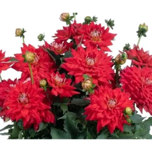 Live Dahlia Fire Plant Dahlia Flowers Plant Dahlias Flower Plant Bicolor Dahlia Plant for Dahlia Bulbs, Dahlia Tubers, 4 to 6 Inch Tall Size 4 Inch Pot