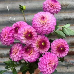 Live Dahlia Lavender Plant Dahlia Flowers Plant Dahlias Flower Plant Bicolor Dahlia Plant for Dahlia Bulbs, Dahlia Tubers, 4 to 6 Inch Tall Size 4 Inch Pot