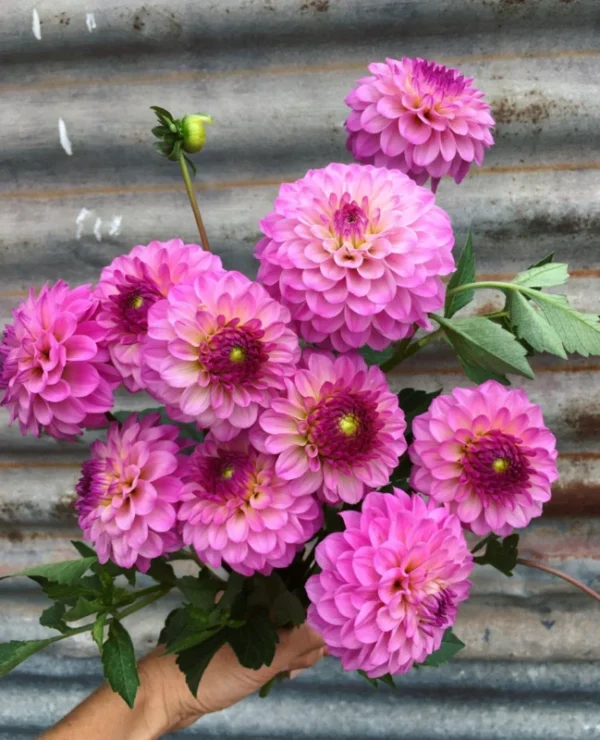 Live Dahlia Lavender Plant Dahlia Flowers Plant Dahlias Flower Plant Bicolor Dahlia Plant for Dahlia Bulbs, Dahlia Tubers, 4 to 6 Inch Tall Size 4 Inch Pot