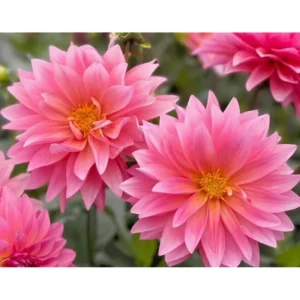 Live Dahlia Passion Fruit Plant Dahlia Flowers Plant Dahlias Flower Plant Bicolor Dahlia Plant for Dahlia Bulbs, Dahlia Tubers, 4 to 6 Inch Tall Size 4 Inch Pot