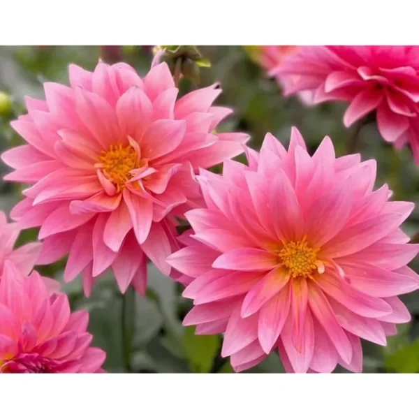 Live Dahlia Passion Fruit Plant Dahlia Flowers Plant Dahlias Flower Plant Bicolor Dahlia Plant for Dahlia Bulbs, Dahlia Tubers, 4 to 6 Inch Tall Size 4 Inch Pot