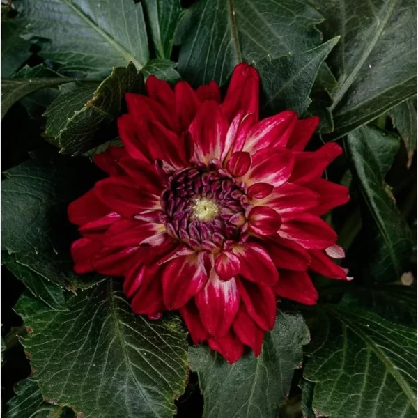 Live Dahlia Raspberry Ice Plant Dahlia Flowers Plant Dahlias Flower Plant Bicolor Dahlia Plant for Dahlia Bulbs, Dahlia Tubers, 4 to 6 Inch Tall Size 4 Inch Pot