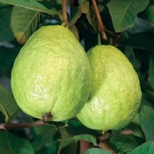 Live Guava Tree - Pink Guava Fruit Plant Sweet Guava Plant White Flowers Psidium Guajava Plant- 8-12 Inch Tall - 4 Inch Pot - Gardening Plant