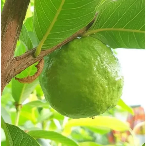 Live Pink Guava Tree 5 to 8 Inch Tall, Sweet Guava Plant Guava Fruit Tree Psidium Guajava Plant