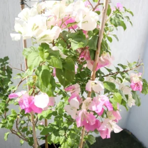 Live Pink White Bougainvillea Plant Paperflower Plant Bougainvillea Flowers Plant Bougainvillea Vine Plant 5 to 8 Inch Tall Size 4 Inch Pot