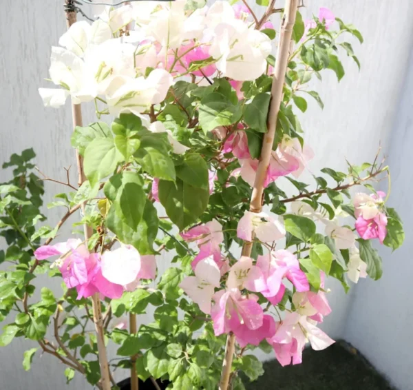 Live Pink White Bougainvillea Plant Paperflower Plant Bougainvillea Flowers Plant Bougainvillea Vine Plant 5 to 8 Inch Tall Size 4 Inch Pot