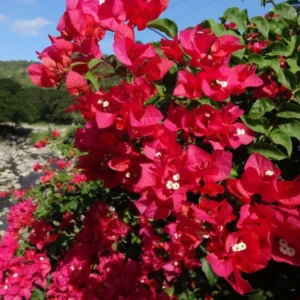 Live Red Bougainvillea Plant Paperflower Plant Bougainvillea Flowers Plant Bougainvillea Vine Plant 5 to 8 Inch Tall Size 4 Inch Pot