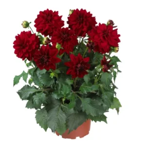 Live Red Velvet Dahlia Plant Dahlia Flowers Plant Dahlias Flower Plant Bicolor Dahlia Plant for Dahlia Bulbs, Dahlia Tubers, 4 to 6 Inch Tall Size 4 Inch Pot