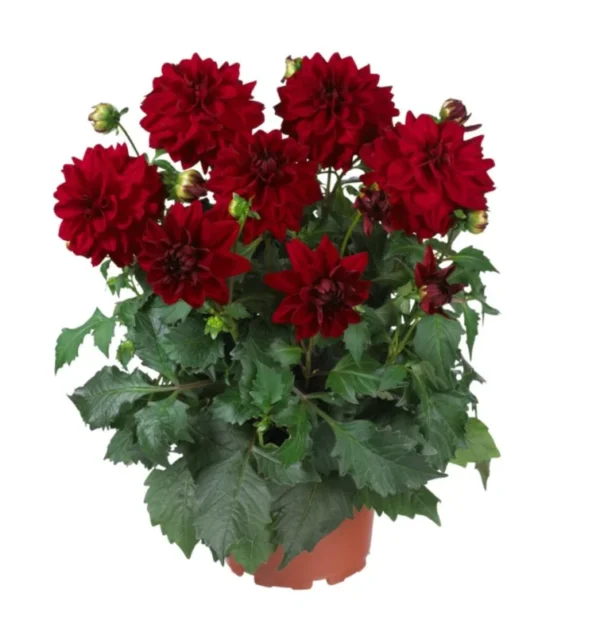 Live Red Velvet Dahlia Plant Dahlia Flowers Plant Dahlias Flower Plant Bicolor Dahlia Plant for Dahlia Bulbs, Dahlia Tubers, 4 to 6 Inch Tall Size 4 Inch Pot