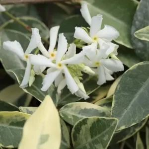 Live Variegated Confederate Star Jasmine Plant White Jasmine Plant Jasmine Flowers Plant Jasmine Bush Plant Trachelospermum Jasminoides Plant 4 to 6 Inch Tall Size 4 Inch Pot