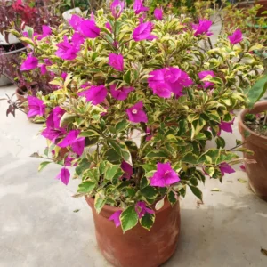 Live Variegated Purple Bougainvillea Plant Paperflower Plant Bougainvillea Flowers Plant Bougainvillea Vine Plant 5 to 8 Inch Tall Size 4 Inch Pot