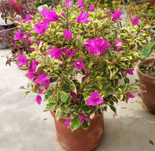 Live Variegated Purple Bougainvillea Plant Paperflower Plant Bougainvillea Flowers Plant Bougainvillea Vine Plant 5 to 8 Inch Tall Size 4 Inch Pot