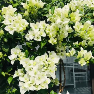 Live White Bougainvillea Plant Paperflower Plant Bougainvillea Flowers Plant Bougainvillea Vine Plant 5 to 8 Inch Tall Size 4 Inch Pot