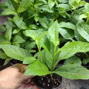 Longevity Spinach Gynura procumbens Edible Plant 4" Pot Organic Herb