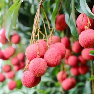 Lychee Tree Live Plant - Lychee Fruit Tree - Litchi Chinensis Plant 7-12 Inch - 4 Inch Pot - Grow Your Own Fruit