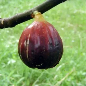 Magnolia Fig Tree 4-8 Inches Tall - Cold Hardy Edible Fruit, Ficus Carica