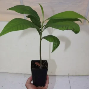 Mamey Sapote Live Seedling 18" Tall Organic Pouteria Sapota