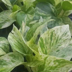 Marble Queen Pothos 4 Leaves in 4