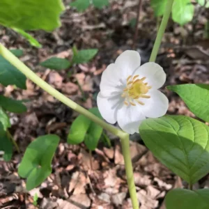 Mayapple - Perennial Shade Plant - Bare Root Wildflower