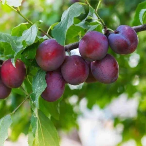 Methley Plum Tree Bare-root 12-18 Inch Tall – Self-Pollinating, Red-Flesh Plums for Garden – Low Maintenance