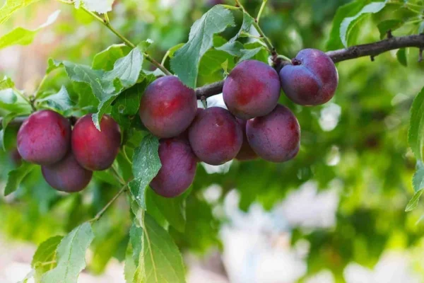 Methley Plum Tree Bare-root 12-18 Inch Tall – Self-Pollinating, Red-Flesh Plums for Garden – Low Maintenance