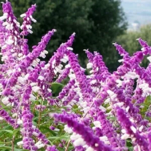 Mexican Bush Sage - SALVIA LEUCANTHA - Starter Plant - 4-6 Inch