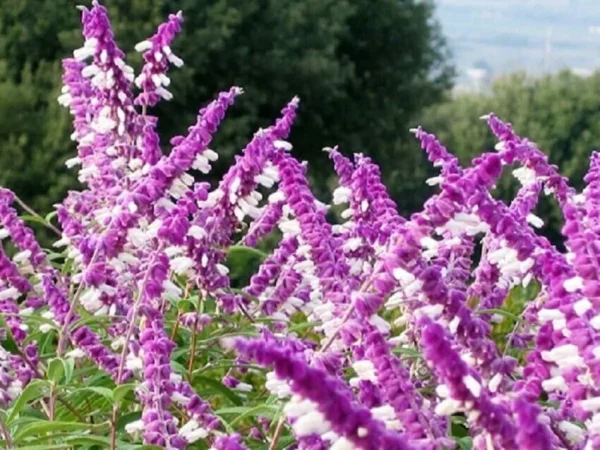 Mexican Bush Sage - SALVIA LEUCANTHA - Starter Plant - 4-6 Inch