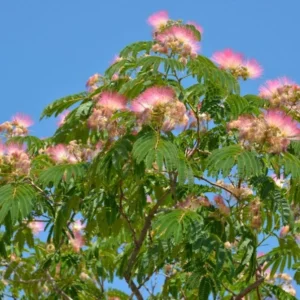 Mimosa Tree Bare-root 6-12'' | Albizia Julibrissin, Pink Flowers, Fast-Growing