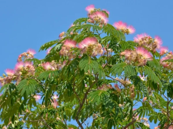 Mimosa Tree Bare-root 6-12'' | Albizia Julibrissin, Pink Flowers, Fast-Growing