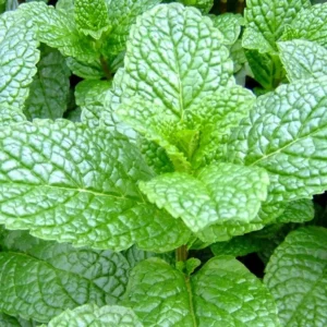 Mint Herb Plant - 10